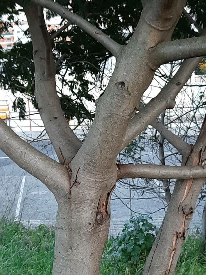 Albizia australiana 22