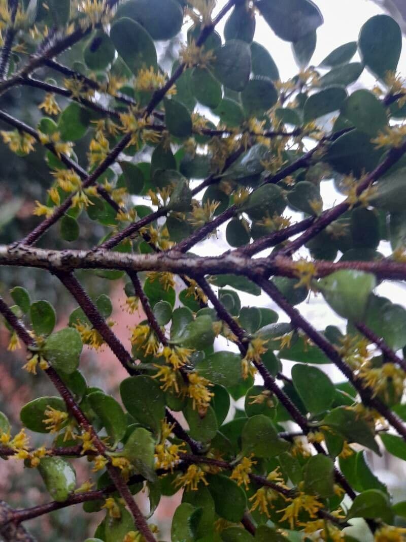 Azara microphylla 3