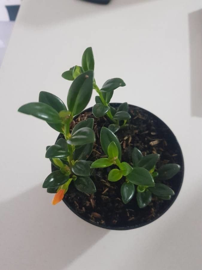 Nematanthus 11