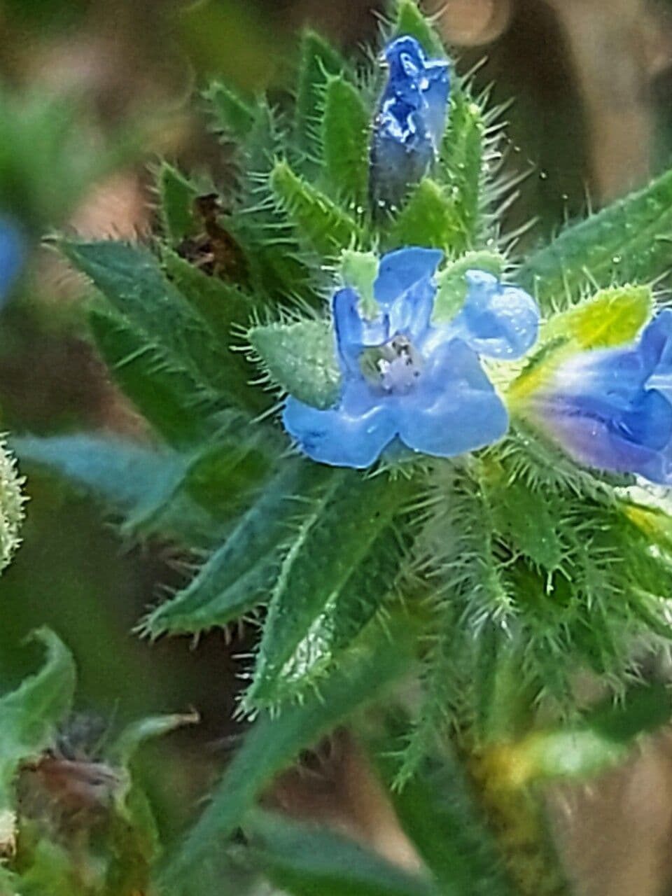 Echium 3