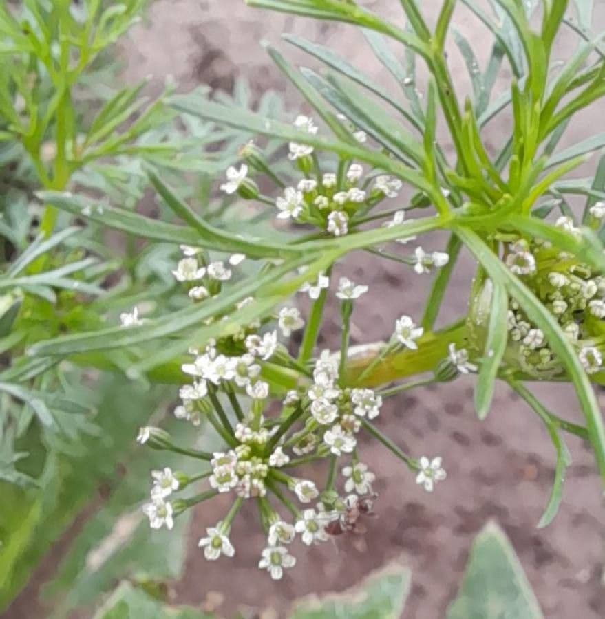 Ciclosperma 5