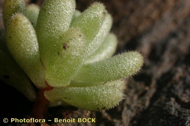 Sedum 26