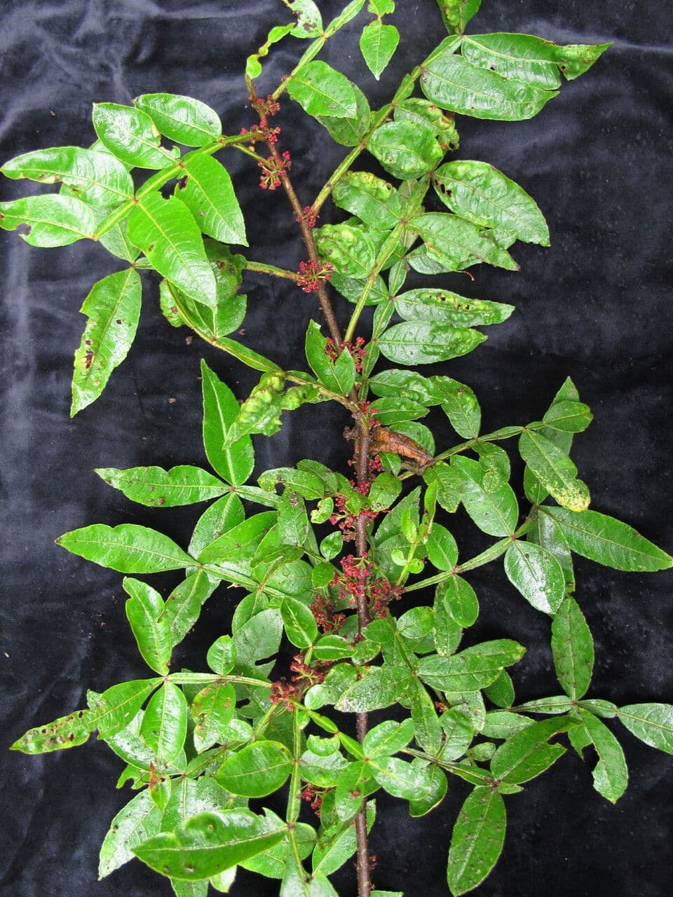 Zanthoxylum 9