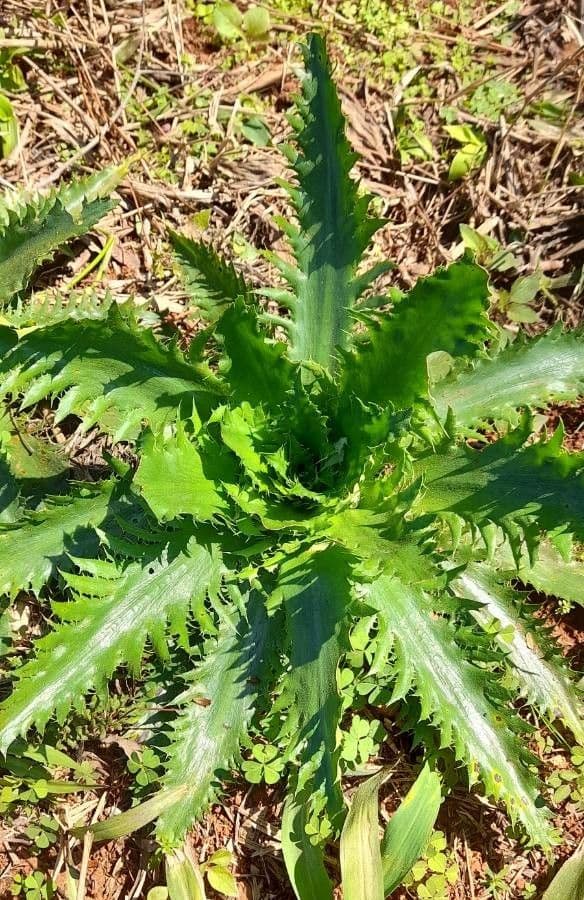 Panicaut floribond