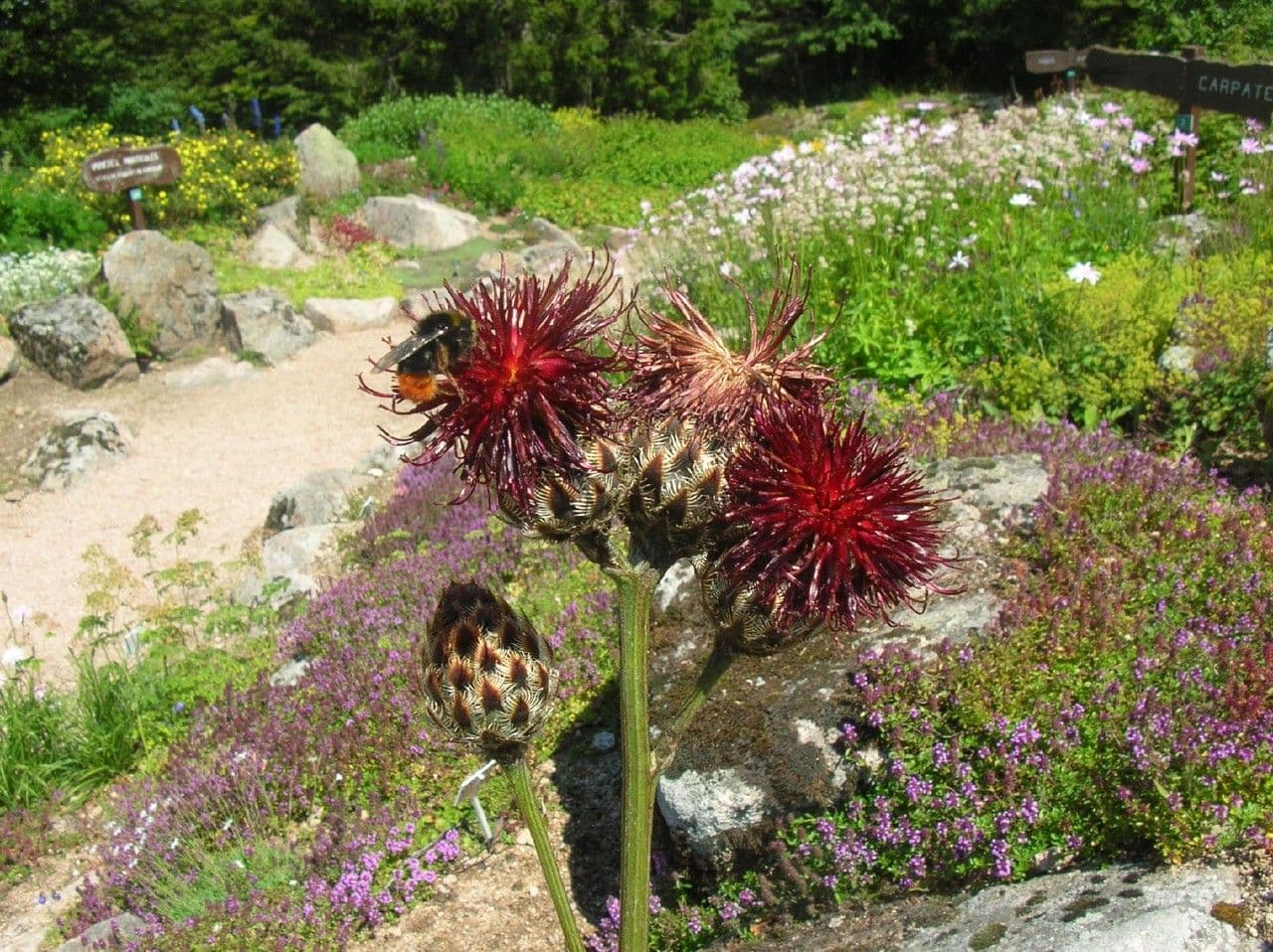Centaurea 6