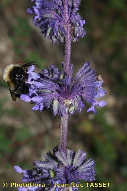 Salvia verticillata 22