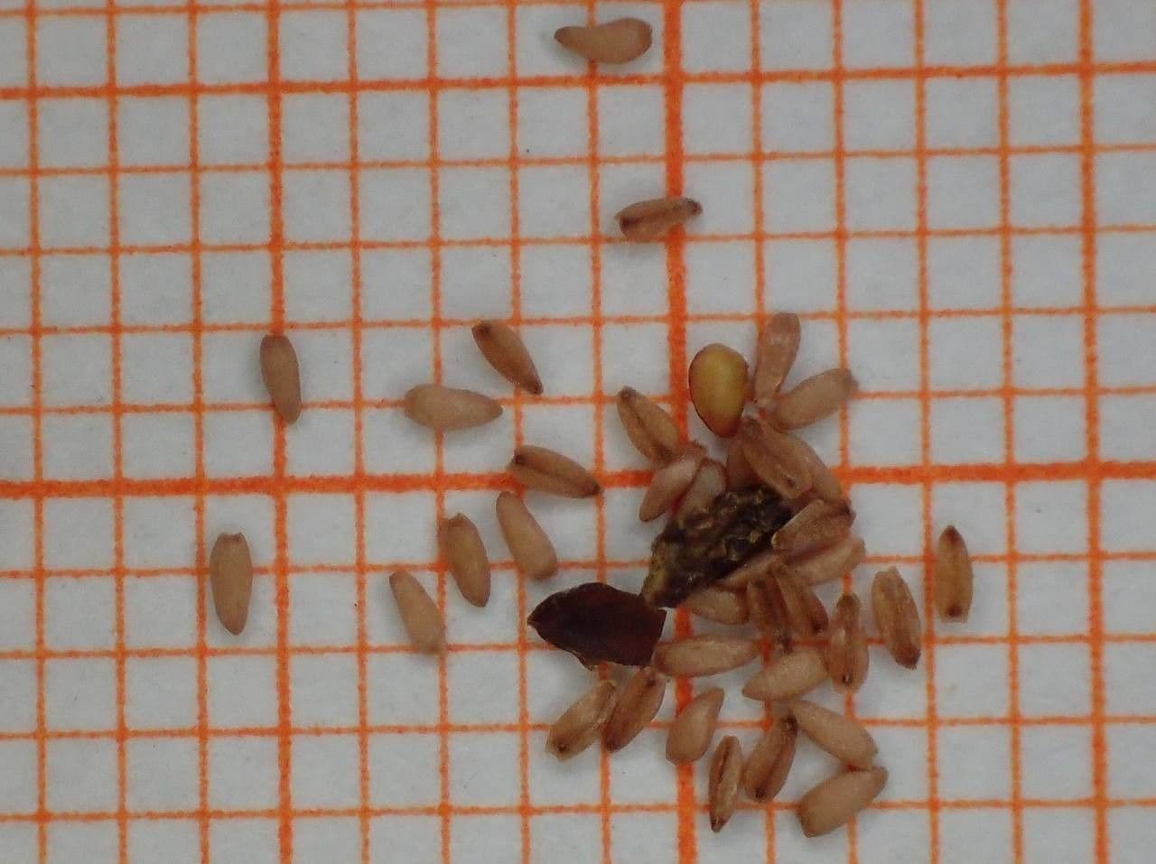 Salcerella comune 28