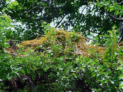Cuscuta 8