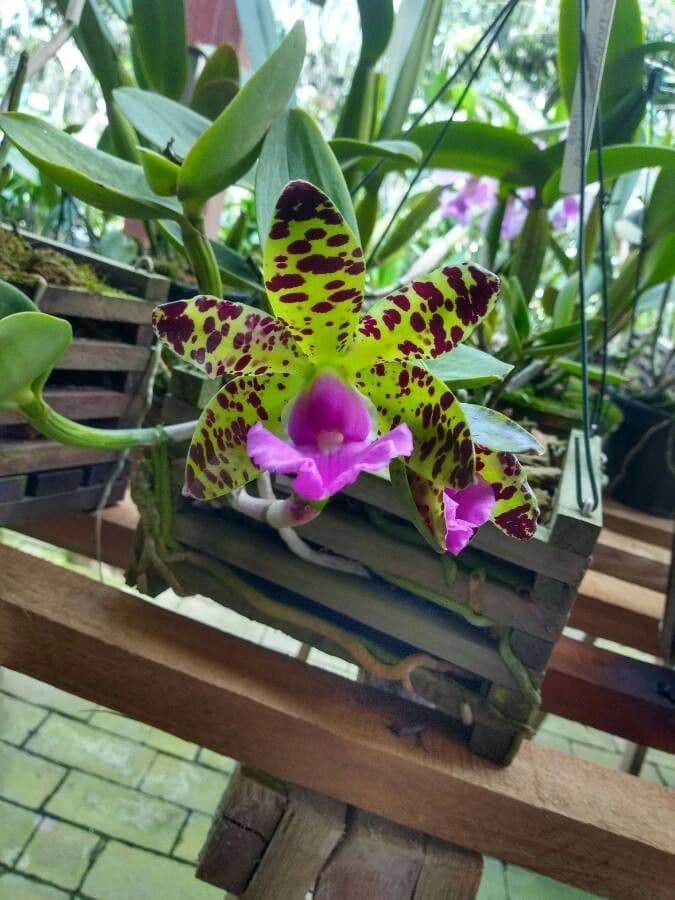 Cattleya aclandiae