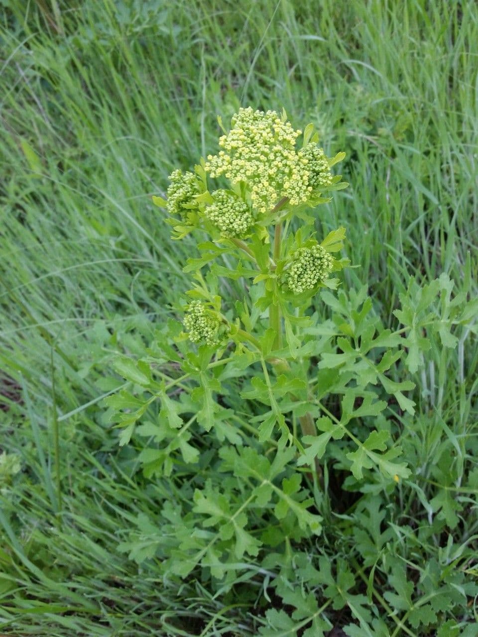 Polytaenia nuttallii 6