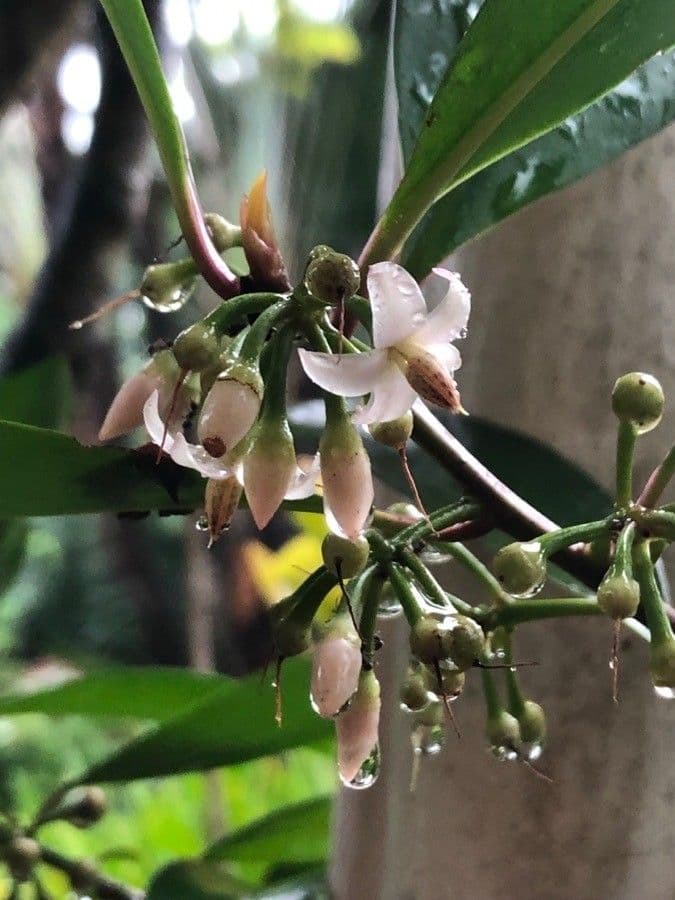 Ardisia eliptická 6