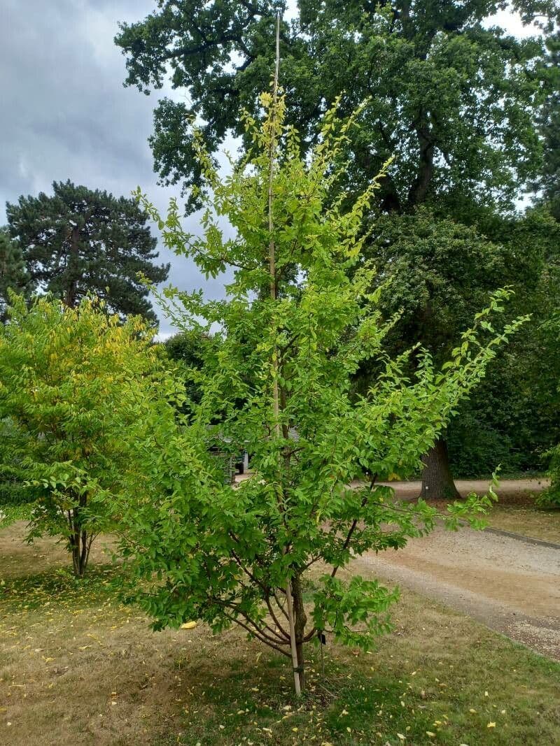 Hemiptelea davidii 5