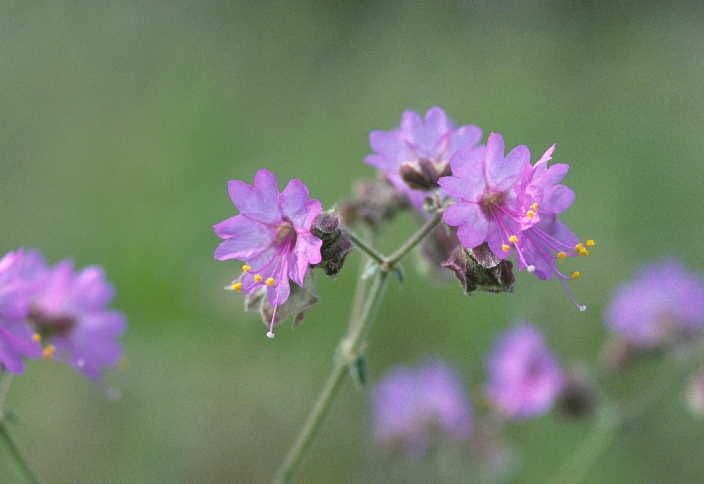 Mirabilis