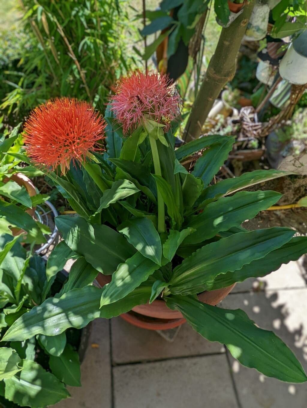 Scadoxus 12