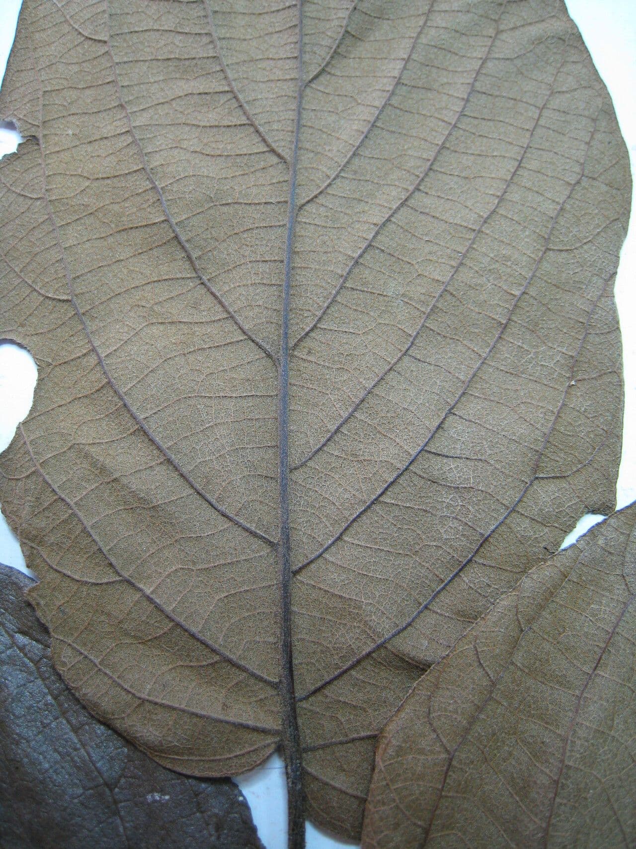 Cordia 4