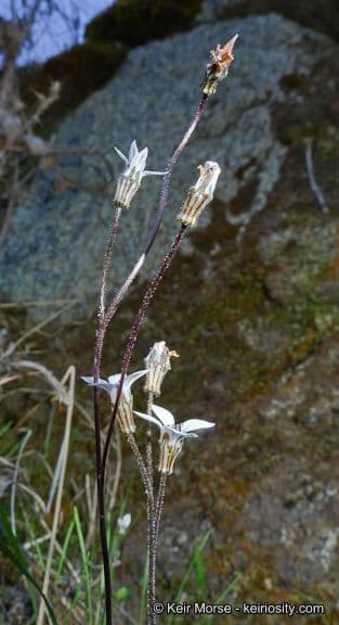 Jepsonia parryi 11
