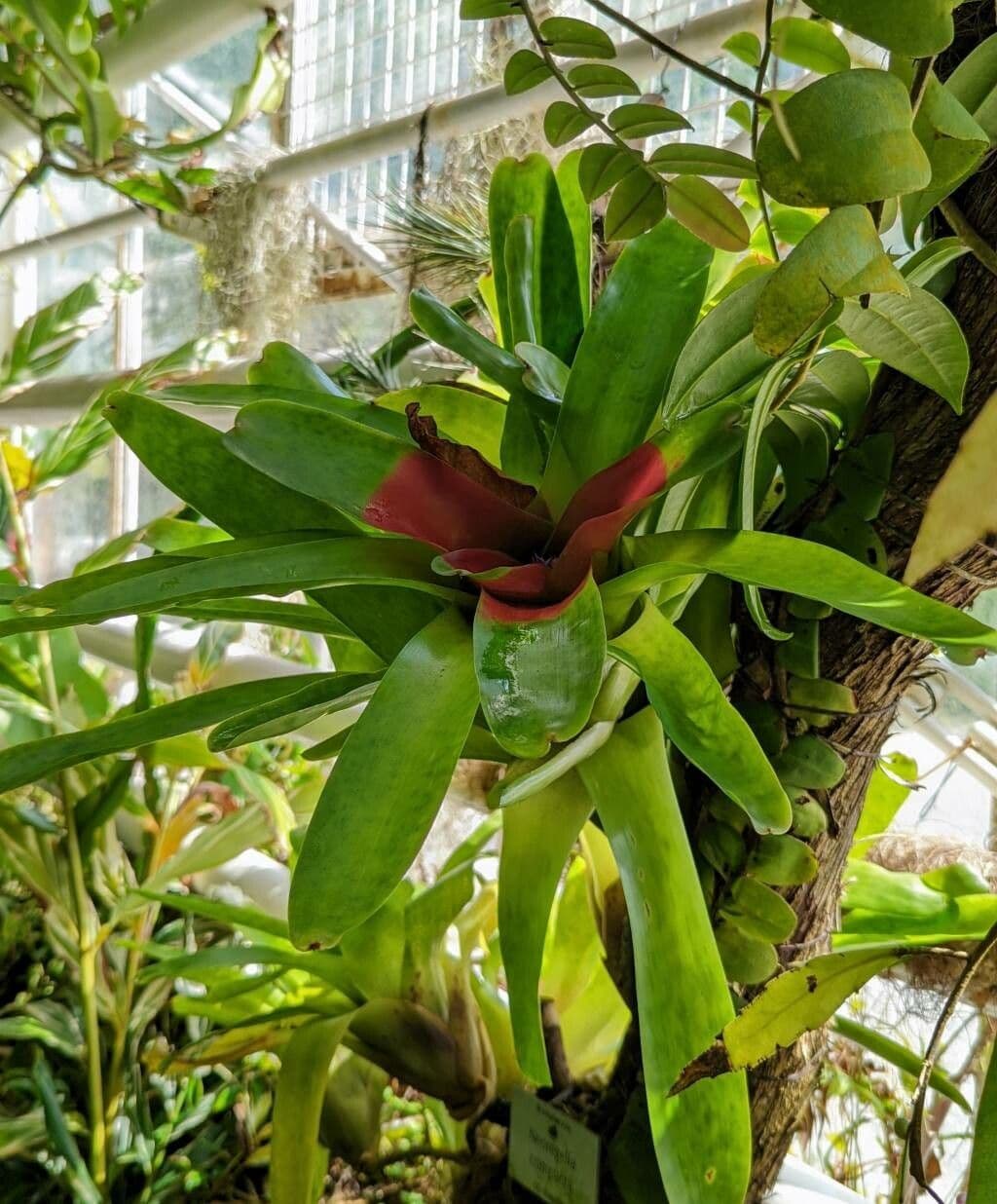 Kompakte Neoregelia 2