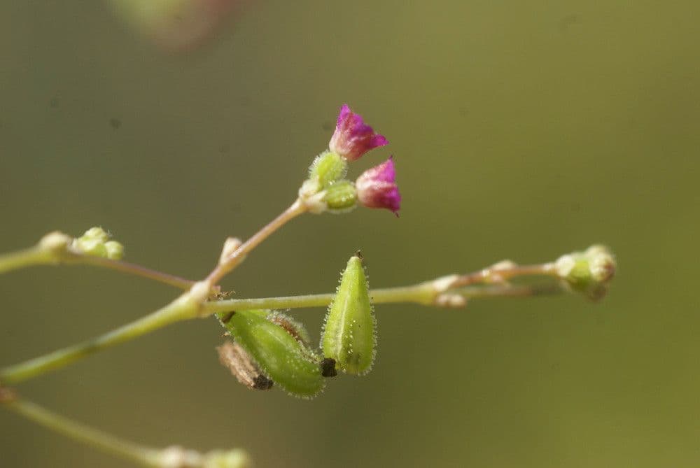 Boerhavia erecta 2