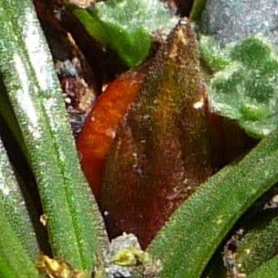 Calandrinia acaulis