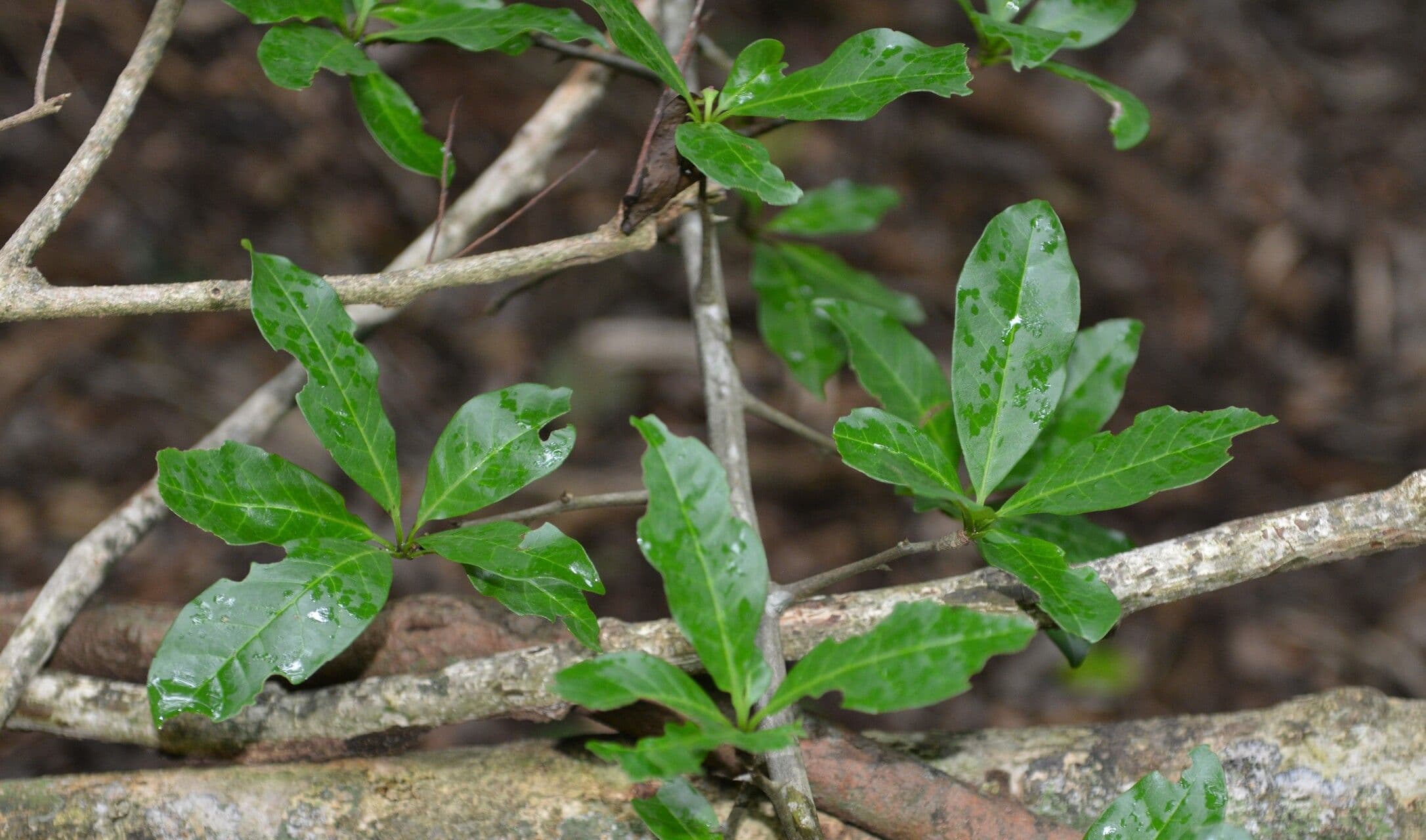 Rochefortia 9