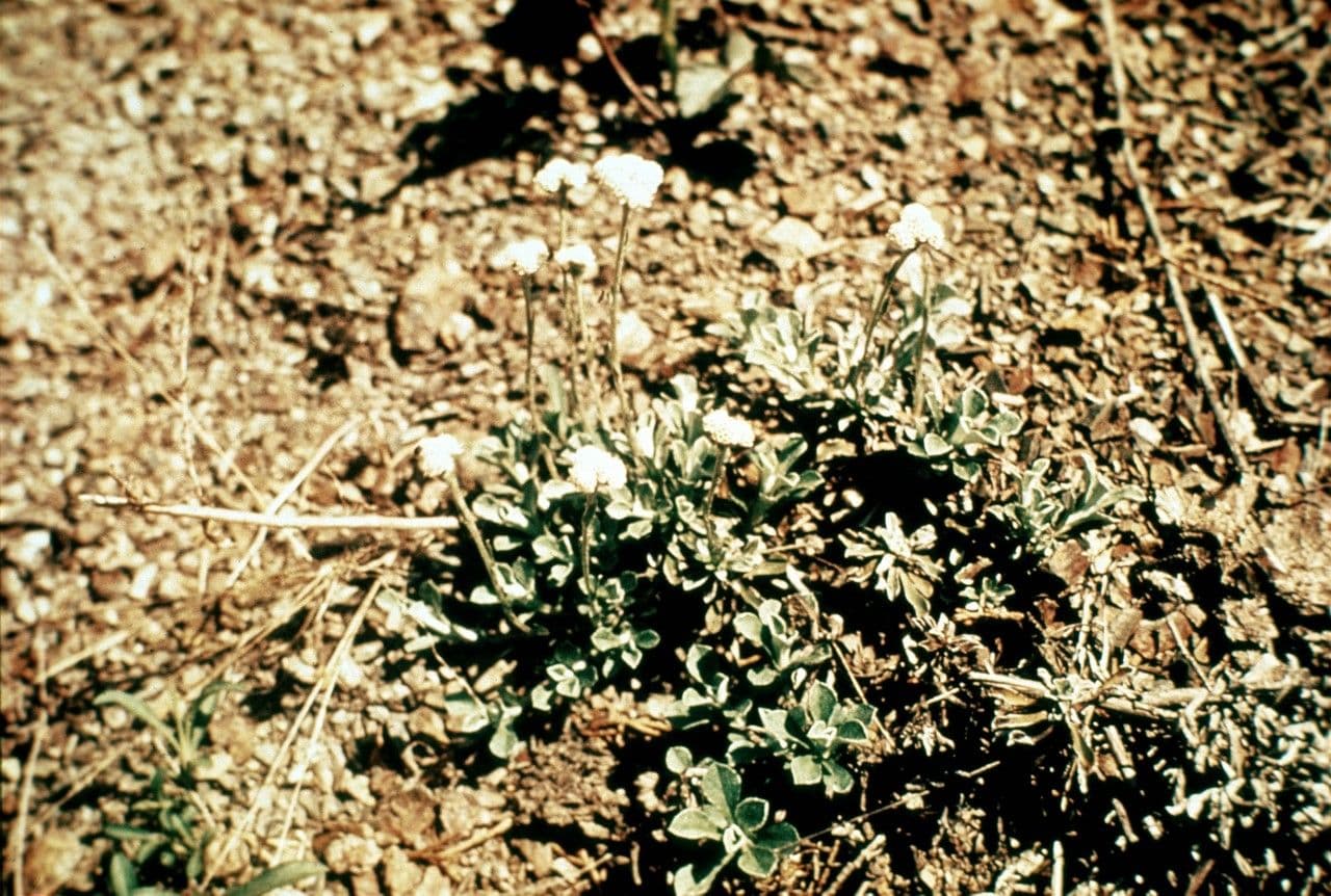Antennaria virginica 4