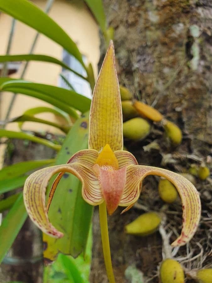 Bulbophyllum 4