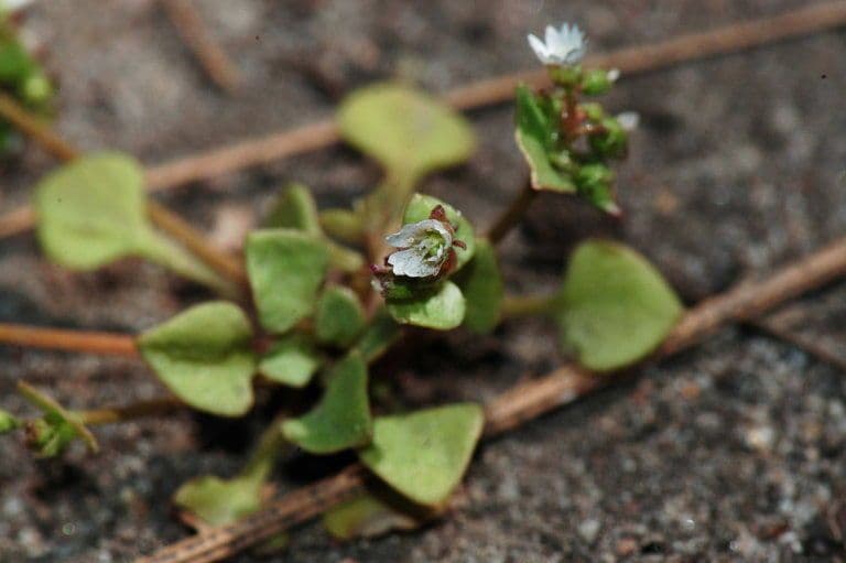 Claytonia 6