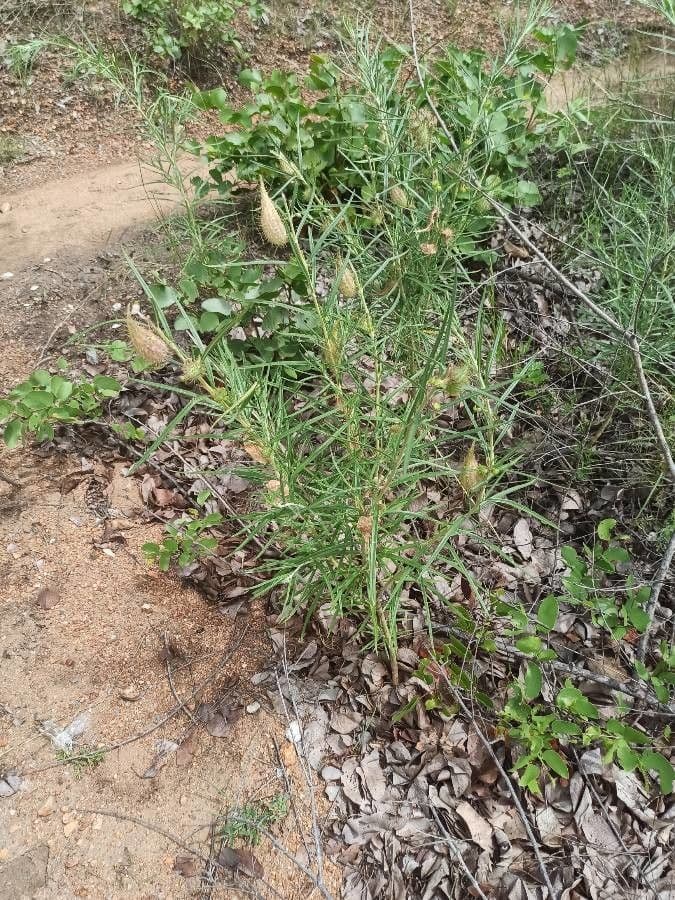 Gomphocarpus 13