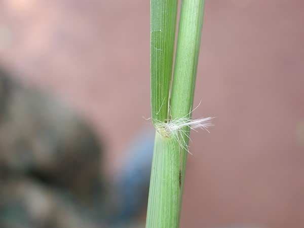 Urville-Paspalum 24