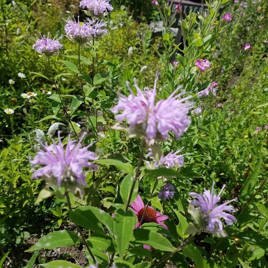 Monarda 6