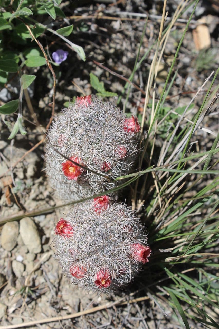 Cactus Mammillaria à queue de rat 2