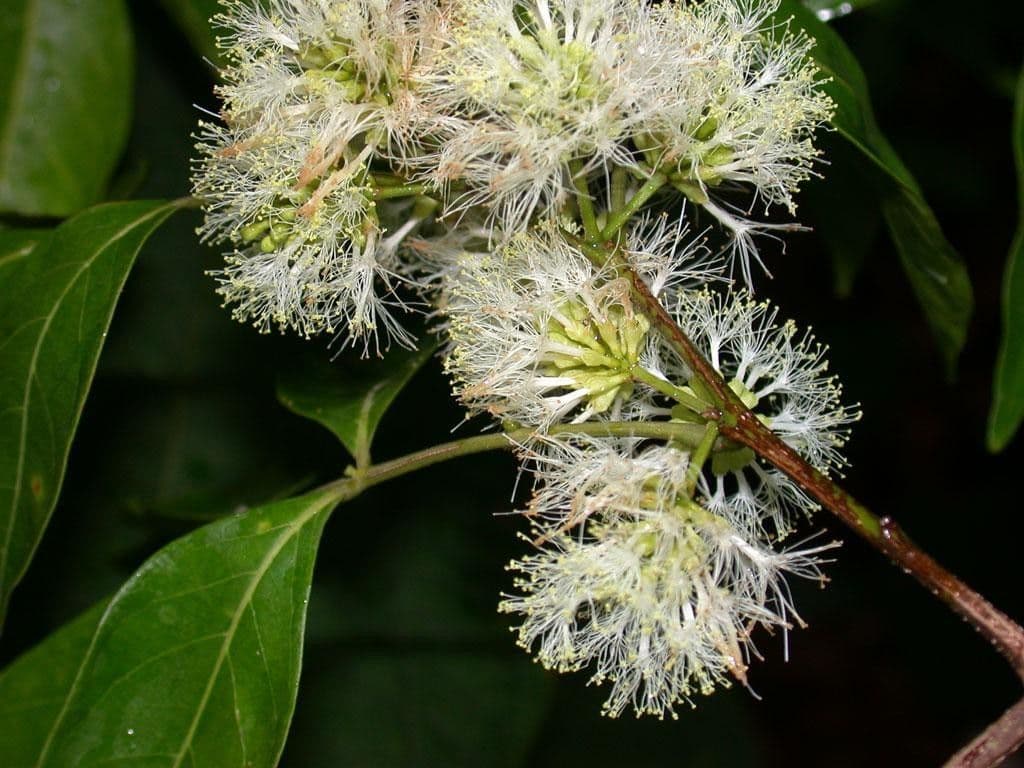 Inga