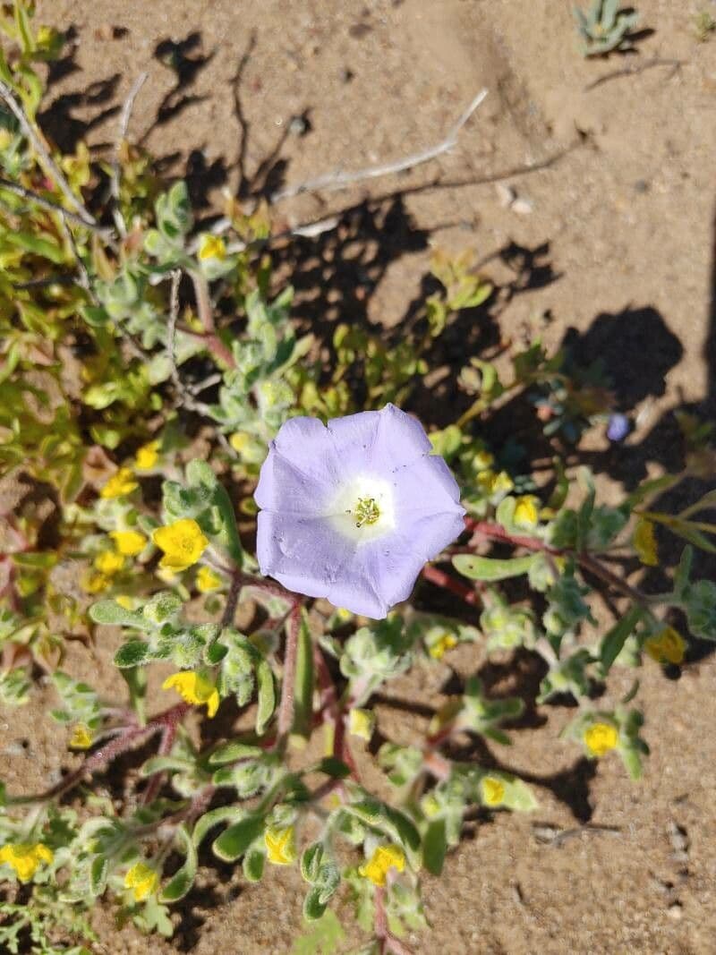 Douglas-Phacelia