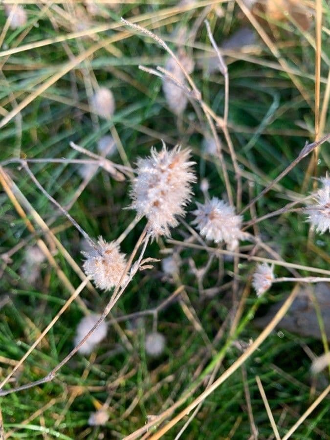 Hasen-Klee 2
