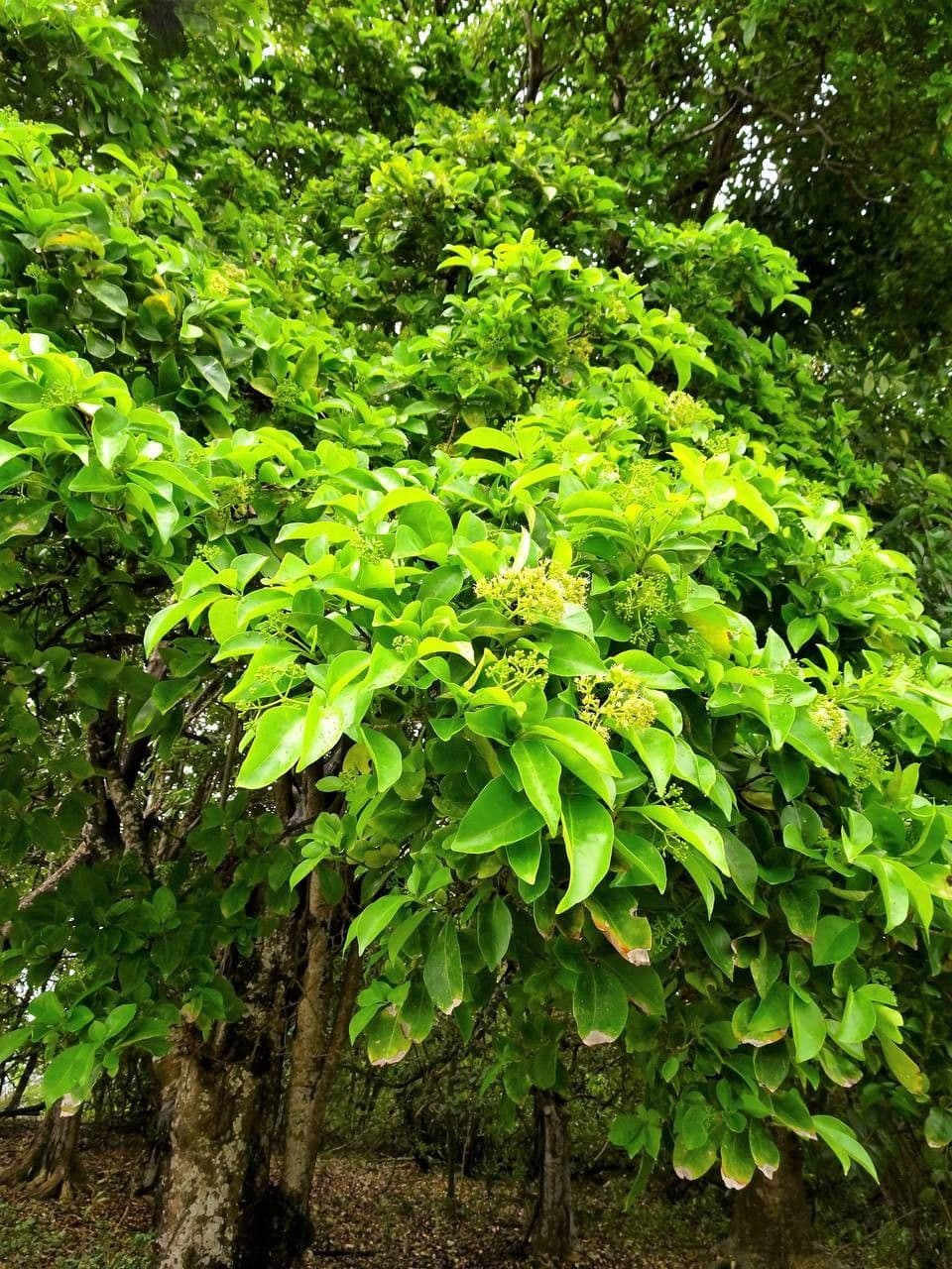 Pisonia 12