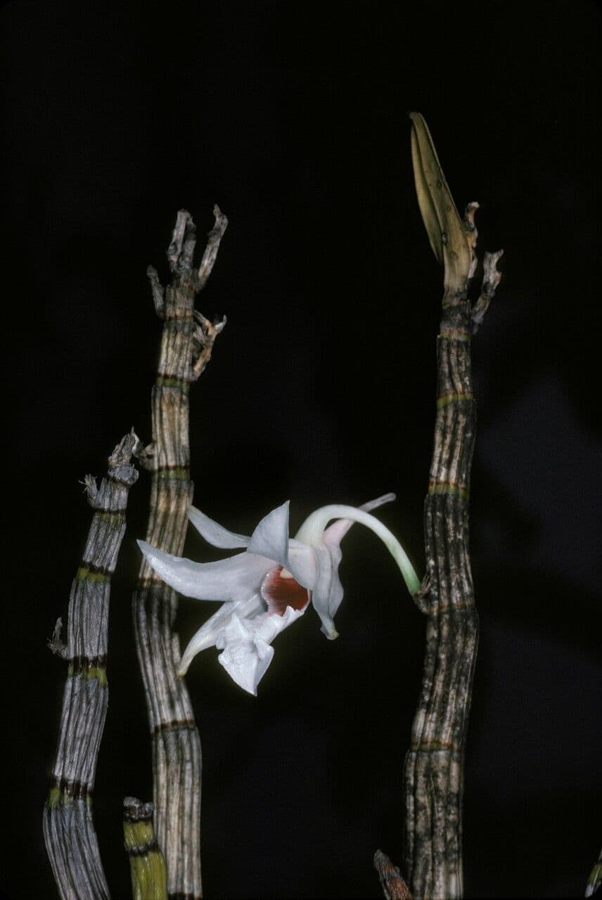 Dendrobium 3