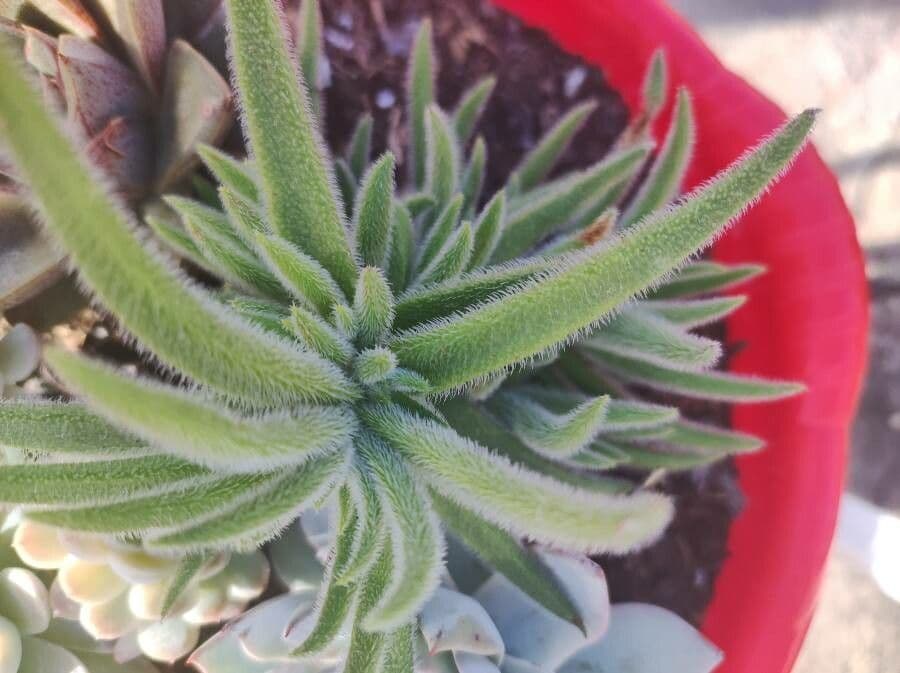 Crassula 3