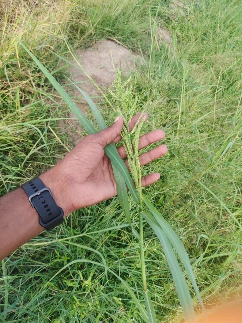 Echinochloa muricata 2