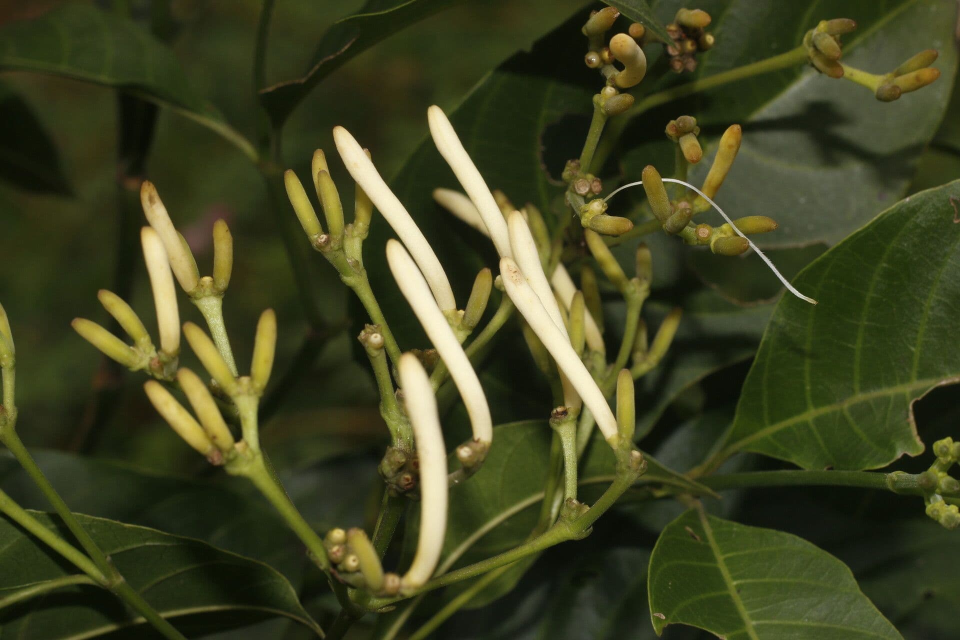 Palicourea
