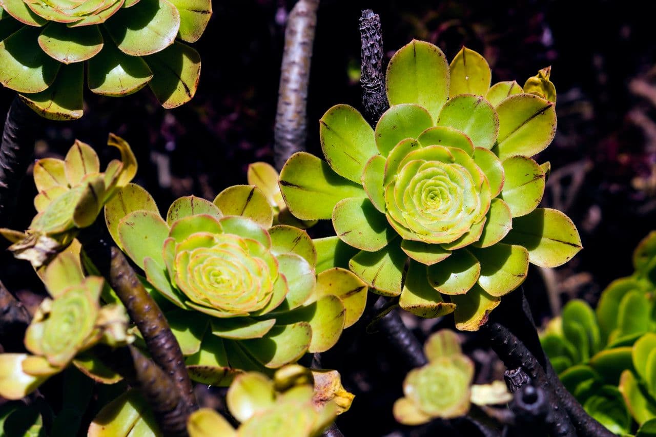Aeonium ondulato 6