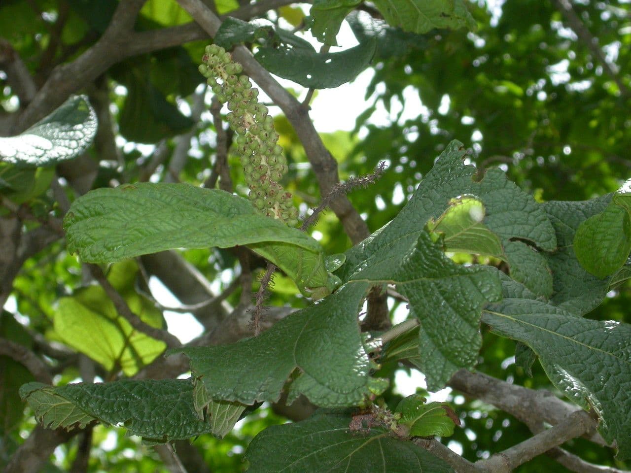 Coccoloba 4