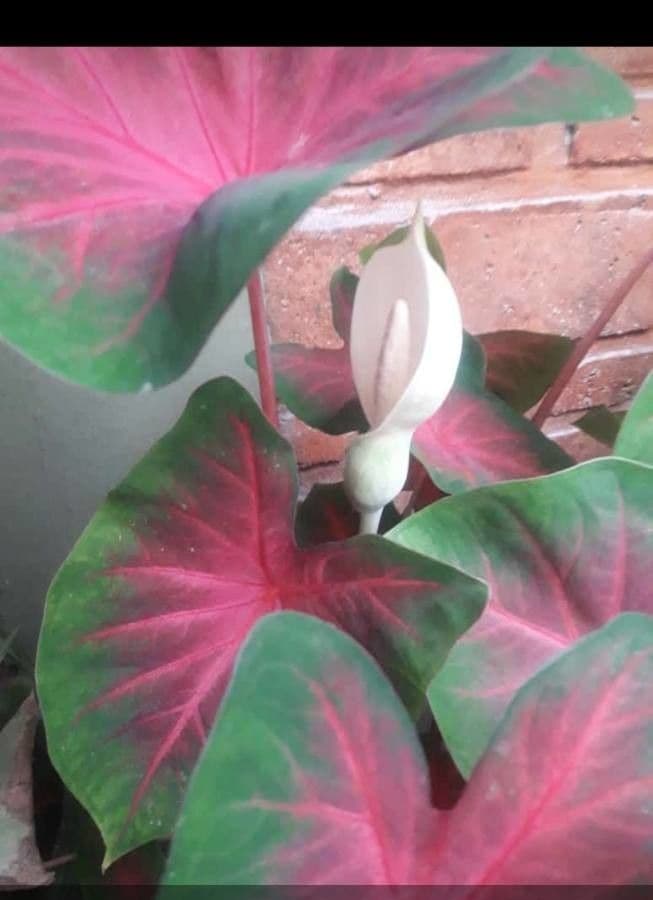Caladium 4