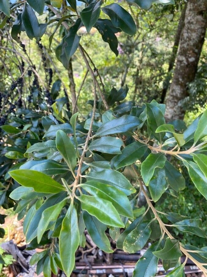 Myrsine coriacea 12