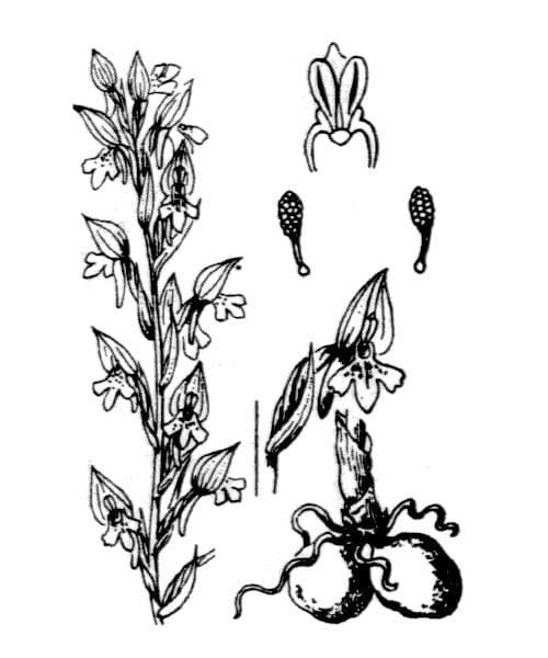 Orchide cimicina 24