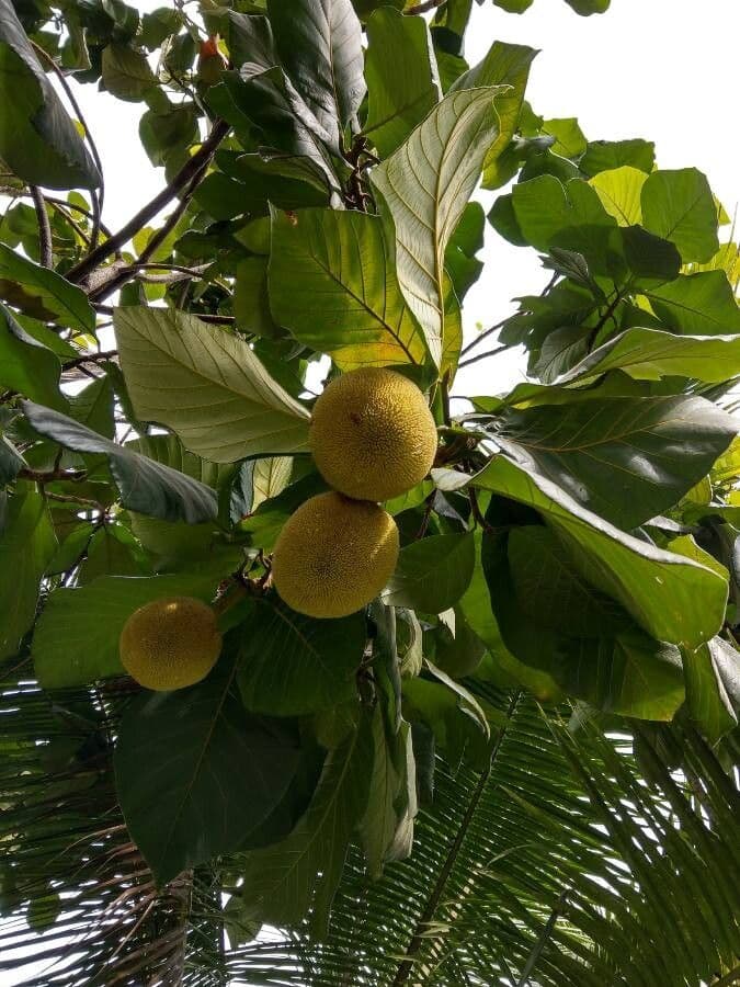 Artocarpus 3