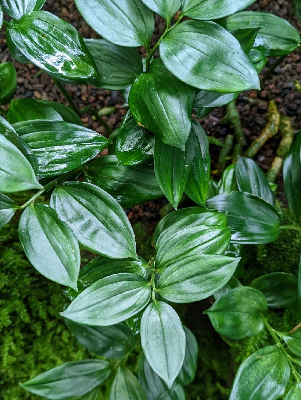 Disporopsis