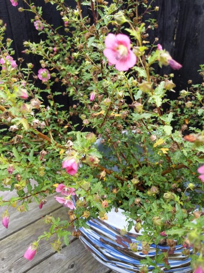 Anisodontea 6