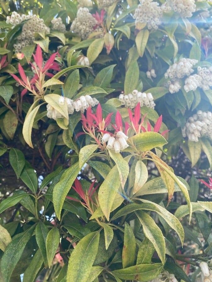 Pieris giapponese 9