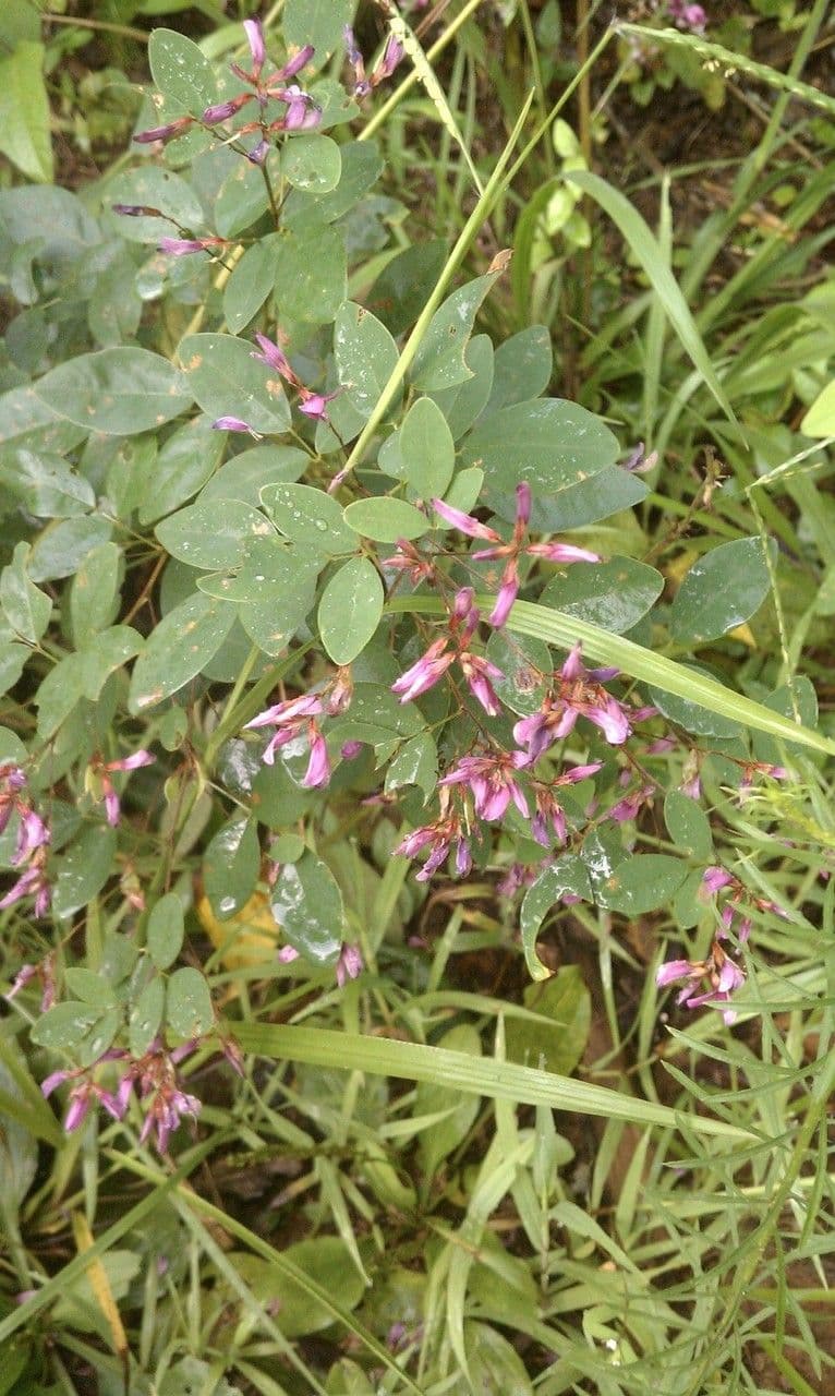 Lespedeza bicolore 12