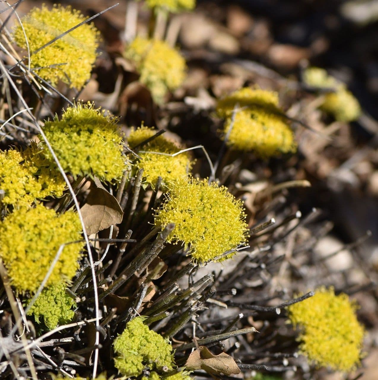 Lomatium parry'a